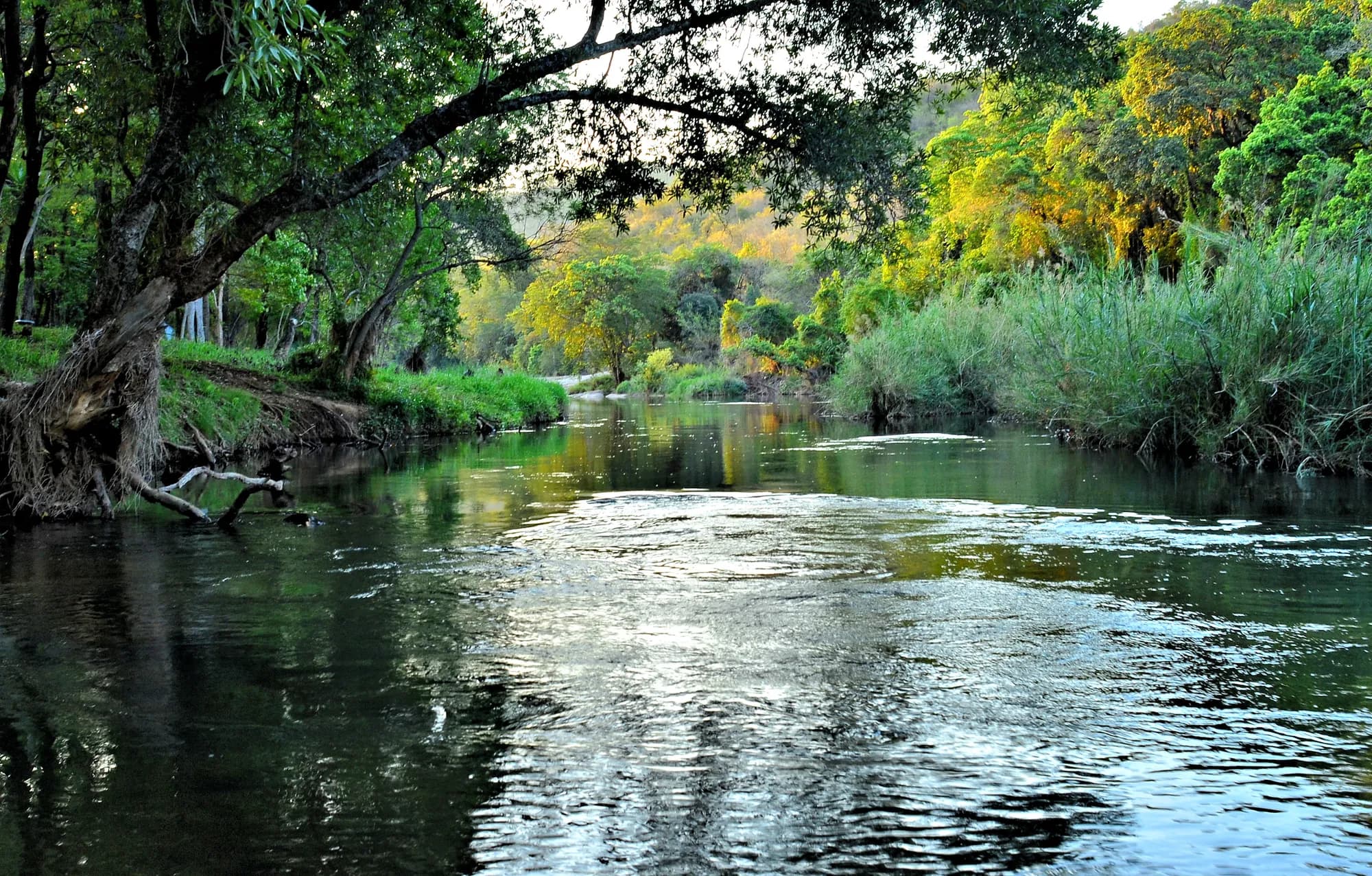The Sabie River at Hazyview, between green banks and reeds